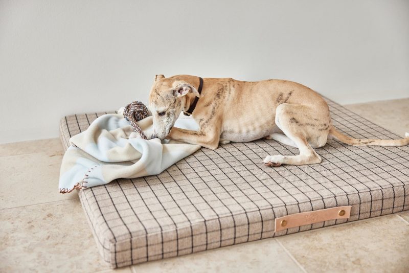 Kaya Dog Blanket Medium Sleep Z60035 5 1800x1200 223189eb fcce 4e15 8c13 2eb2372cddbc