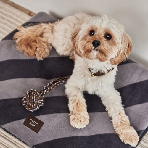 Kaya Dog Blanket Medium Sleep Z60036 1 1200x1800 14b6a4df 6776 4348 bd98 0ec41a8a0f7f